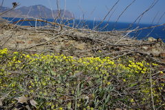 Ceratocephala falcata