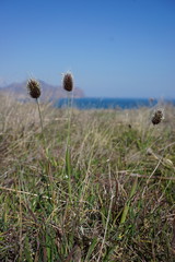 Alopecurus vaginatus