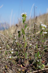 Arabis recta