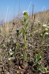 Arabis recta
