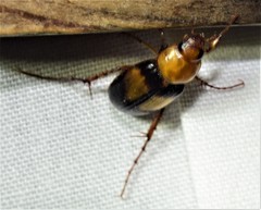 Phyllotocus bimaculatus