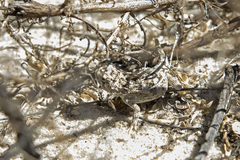 Tympanocryptis petersi