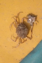 Parthenope longimanus