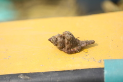 Tonnoidea