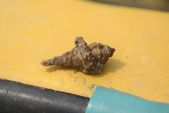 Tonnoidea