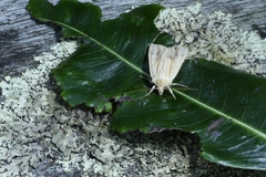 Ichneutica semivittata