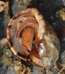 Dardanus imbricatus