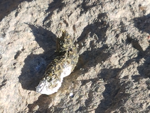 Lagopus muta