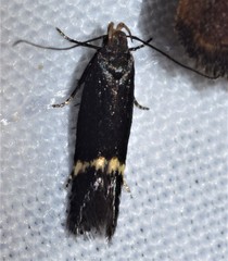 Aproaerema simplexella