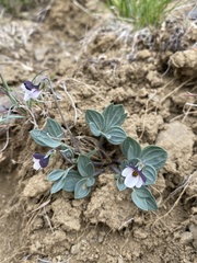 Viola trinervata