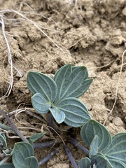 Viola trinervata