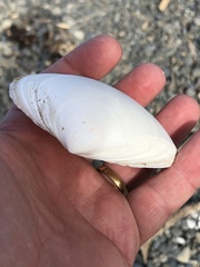 Spisula murchisoni