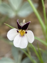 Viola trinervata