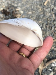 Spisula murchisoni