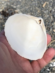 Spisula murchisoni