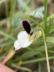Viola trinervata