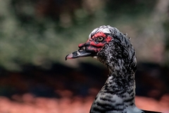 Cairina moschata domestica