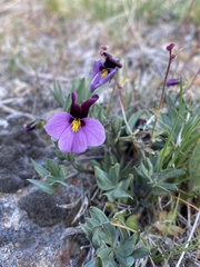 Viola trinervata