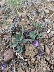 Viola trinervata