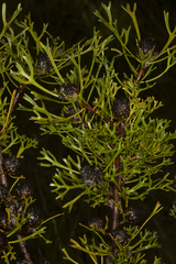 Isopogon mnoraifolius
