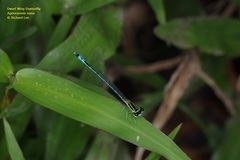 Agriocnemis nana