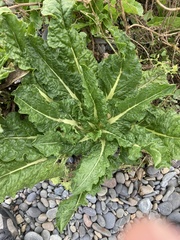 Beta vulgaris cicla