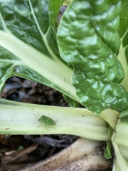 Beta vulgaris cicla