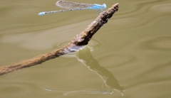 Pseudagrion cingillum