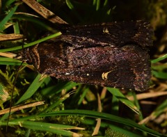 Proteuxoa hydraecioides