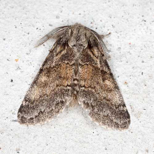 Dusky Marbled Brown