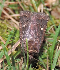Proteuxoa hydraecioides