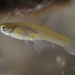 Western Mosquitofish - Photo (c) NOZO, some rights reserved (CC BY-SA)