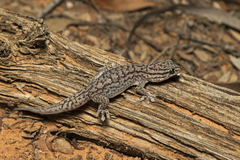 Gehyra versicolor