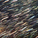 Australian Anchovy - Photo (c) Ken, some rights reserved (CC BY-NC), uploaded by Ken