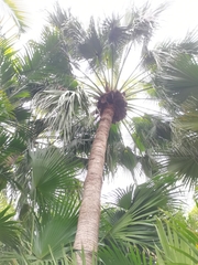 Livistona chinensis