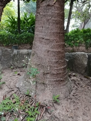 Livistona chinensis
