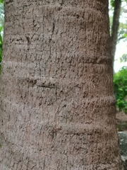 Livistona chinensis