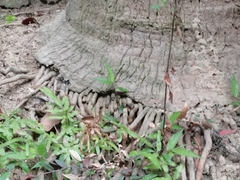 Livistona chinensis