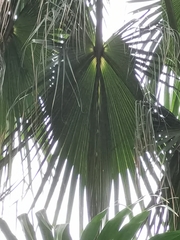 Livistona chinensis