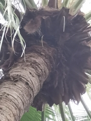 Livistona chinensis