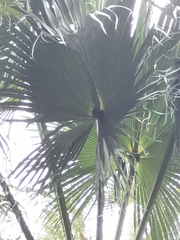 Livistona chinensis