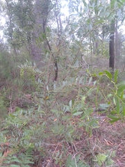 Acacia complanata