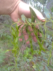 Acacia complanata