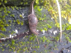 Parmavitrina megastoma