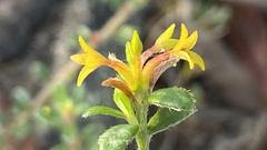 Pimelea curviflora curviflora
