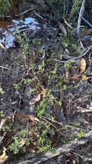 Pimelea curviflora curviflora