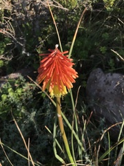 Kniphofia triangularis