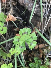 Ciconium