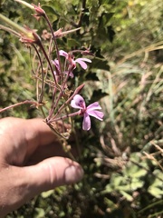 Ciconium