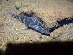 Butis humeralis